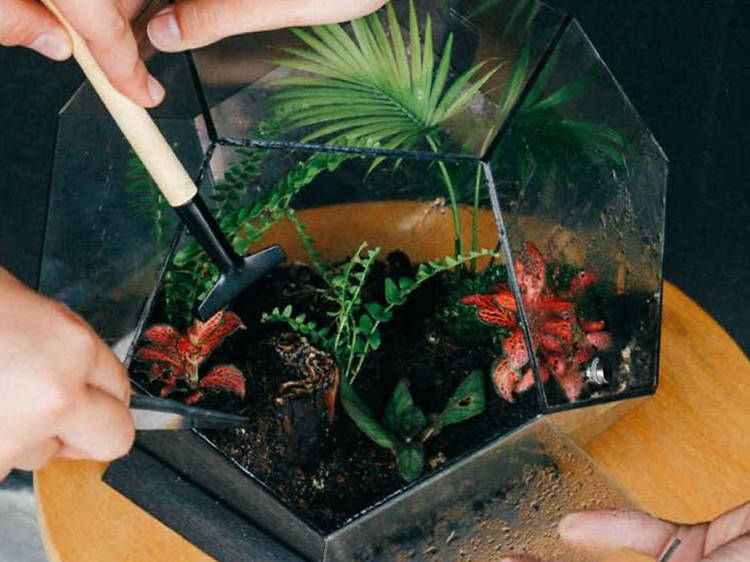 Tiny Forest Terrariums