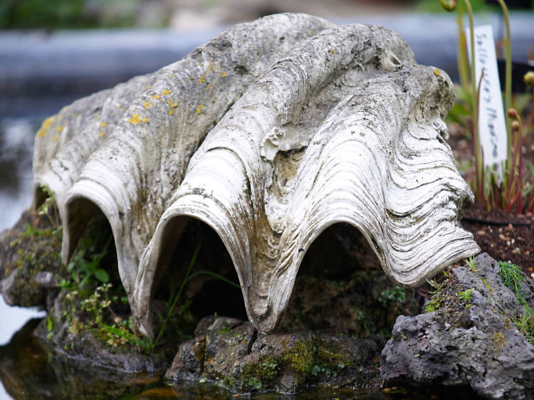 Pond Rockery clam shell