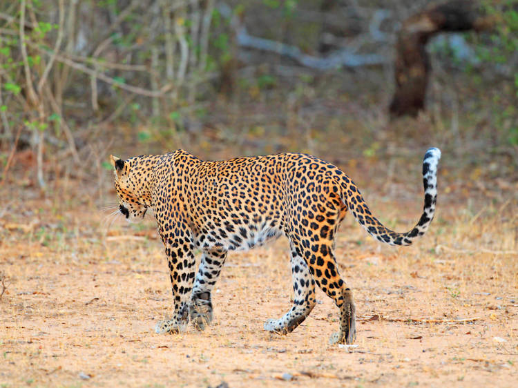 Enjoy fascinating sightings of leopards in Yala