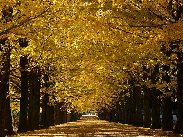 Showa Kinen Park Autumn Leaves Festival png Showa Kinen Park Autumn Leaves Festival | Time Out Tokyo