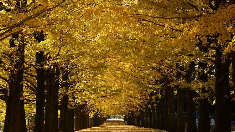 国営昭和記念公園 国営昭和記念公園