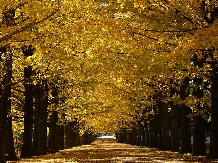 国営昭和記念公園 国営昭和記念公園