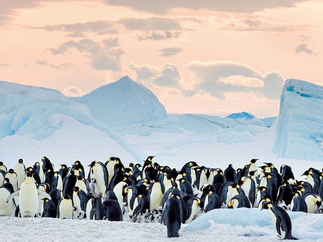 O Imperador: A Marcha dos Pinguins 2 O Imperador: A Marcha dos Pinguins 2