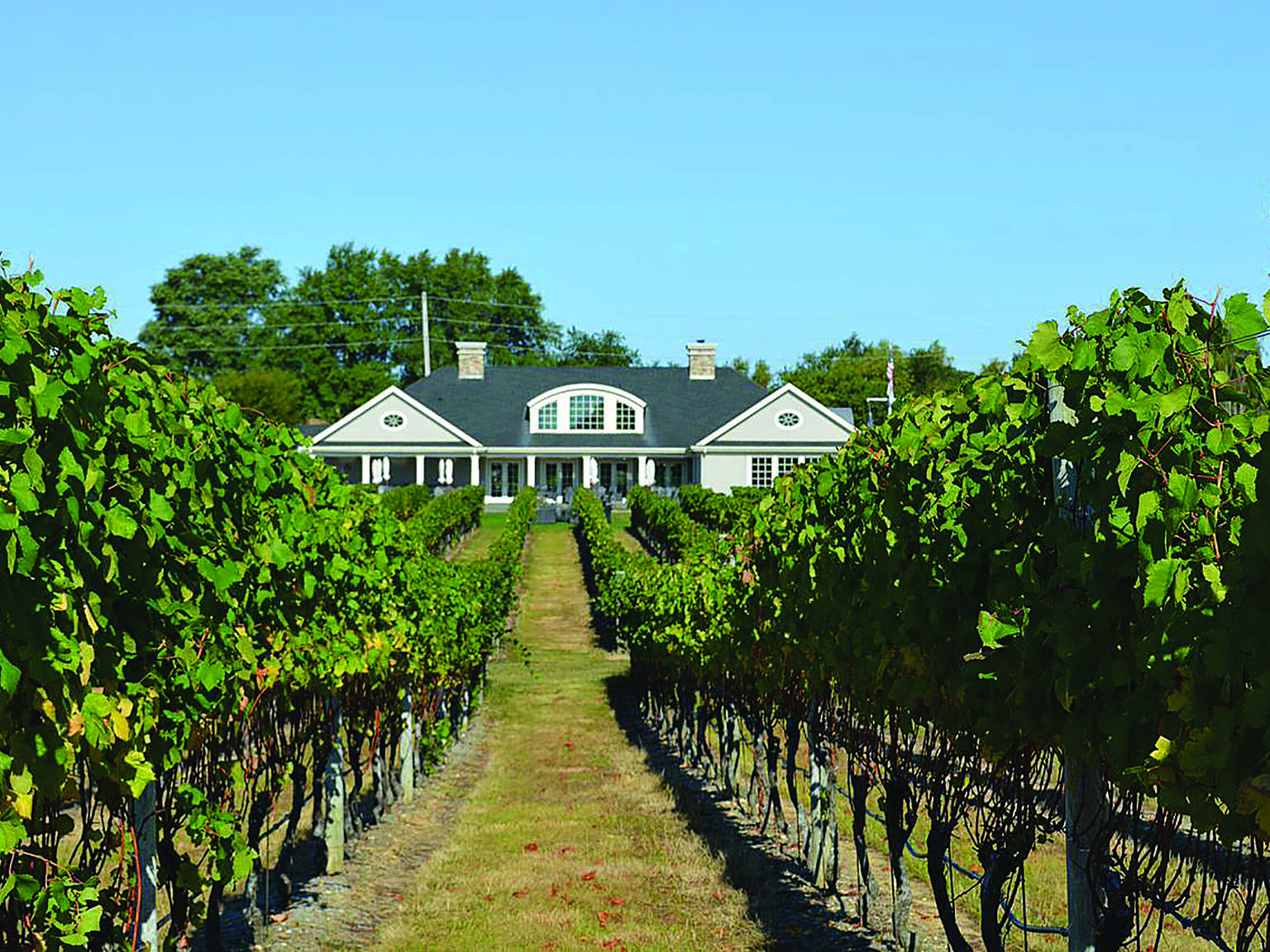 Best Long Island Wineries, from Bedell Cellars to Macari Vineyards