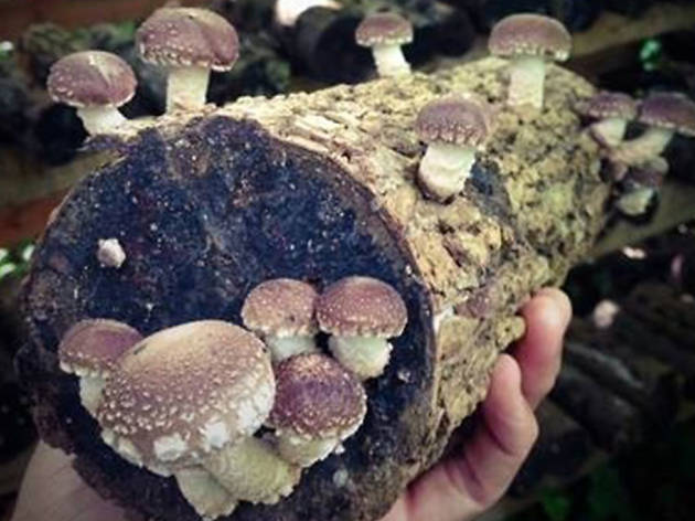 2FunGuys Grow-Your-Own Shiitake Mushroom Log 2FunGuys Grow-Your-Own Shiitake Mushroom Log