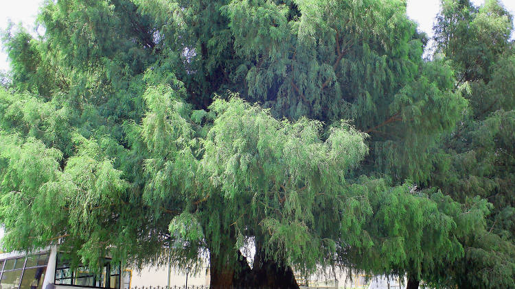 El ahuehuete de Xochimilco