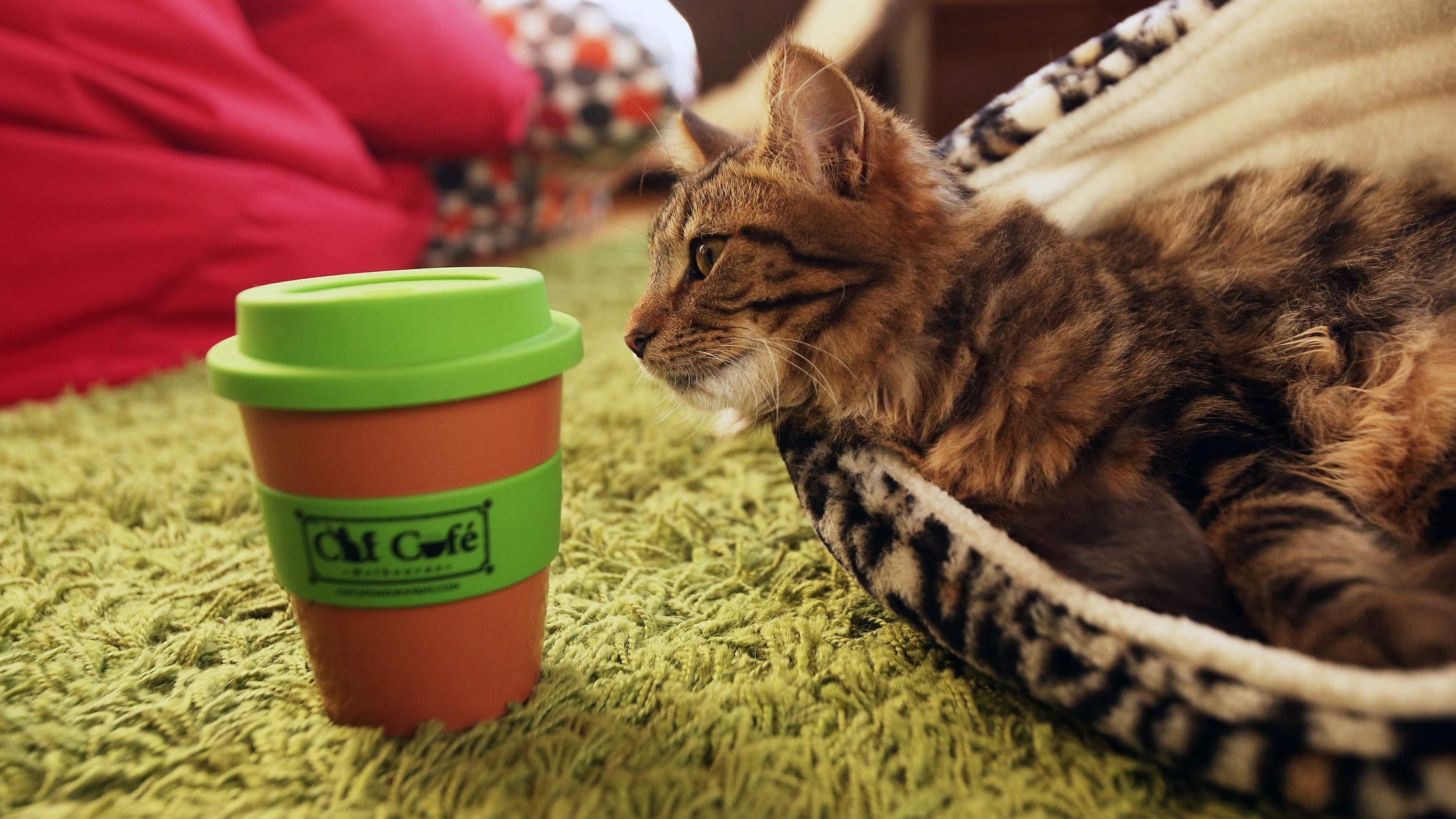 The Best Cat Cafes In Melbourne