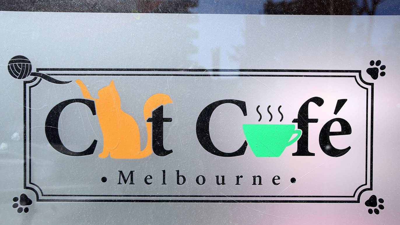 Cat Café Restaurants in Melbourne, Melbourne