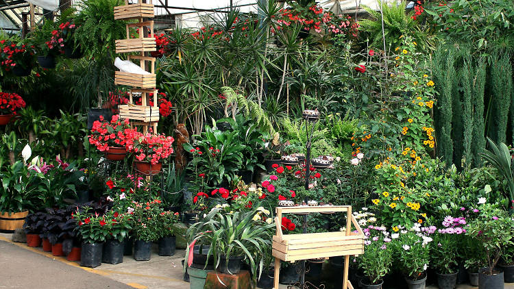 Mercado de plantas