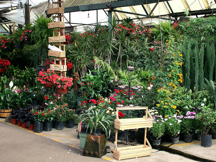 Mercados de flores y plantas en Xochimilco