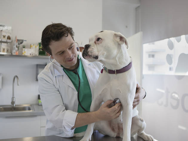 Veterinário Veterinário