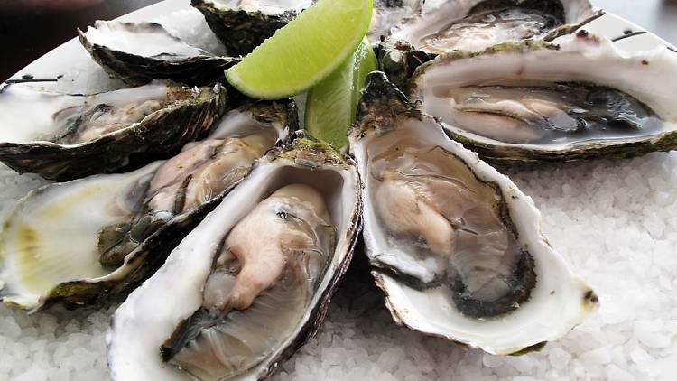 oysters