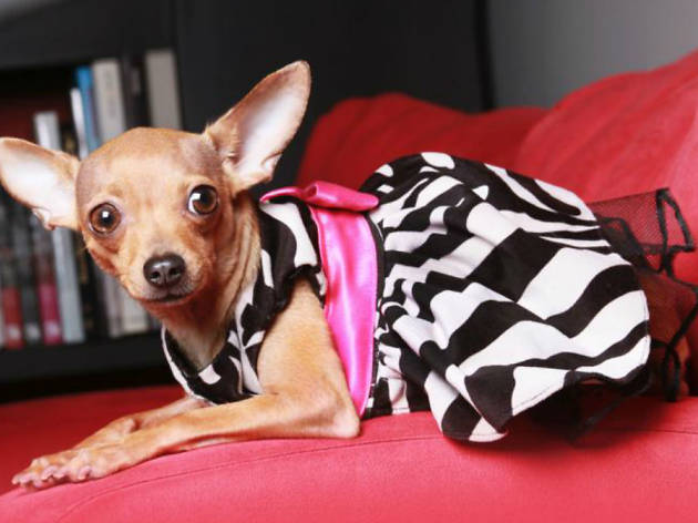 Pup Couture Pup Couture tienda online para mascotas