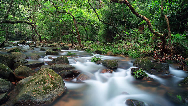 Tai Po Kau Nature Reserve