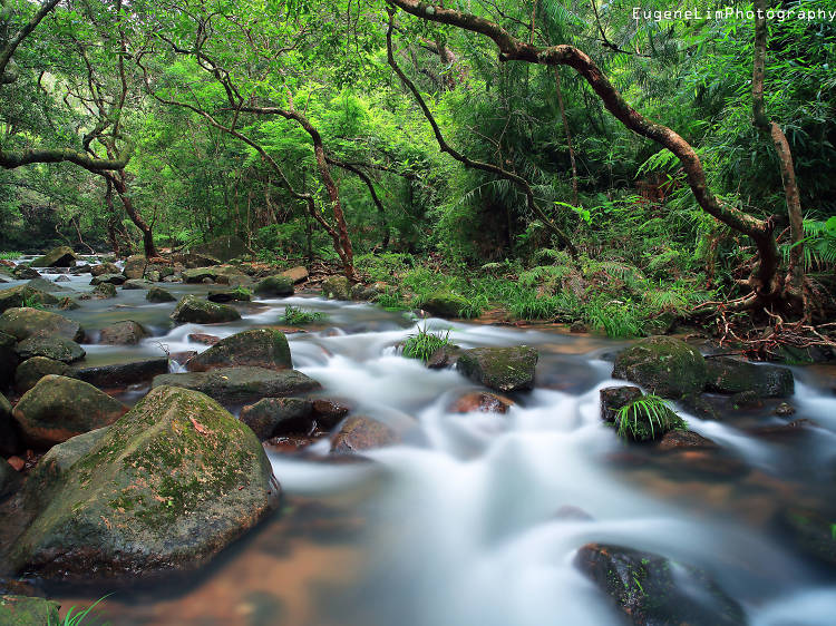 Tai Po Kau Nature Reserve