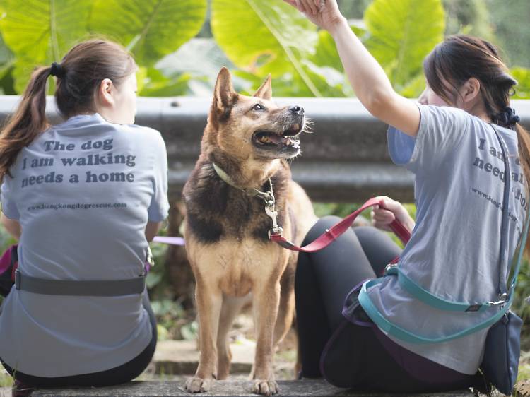 Hong Kong Dog Rescue