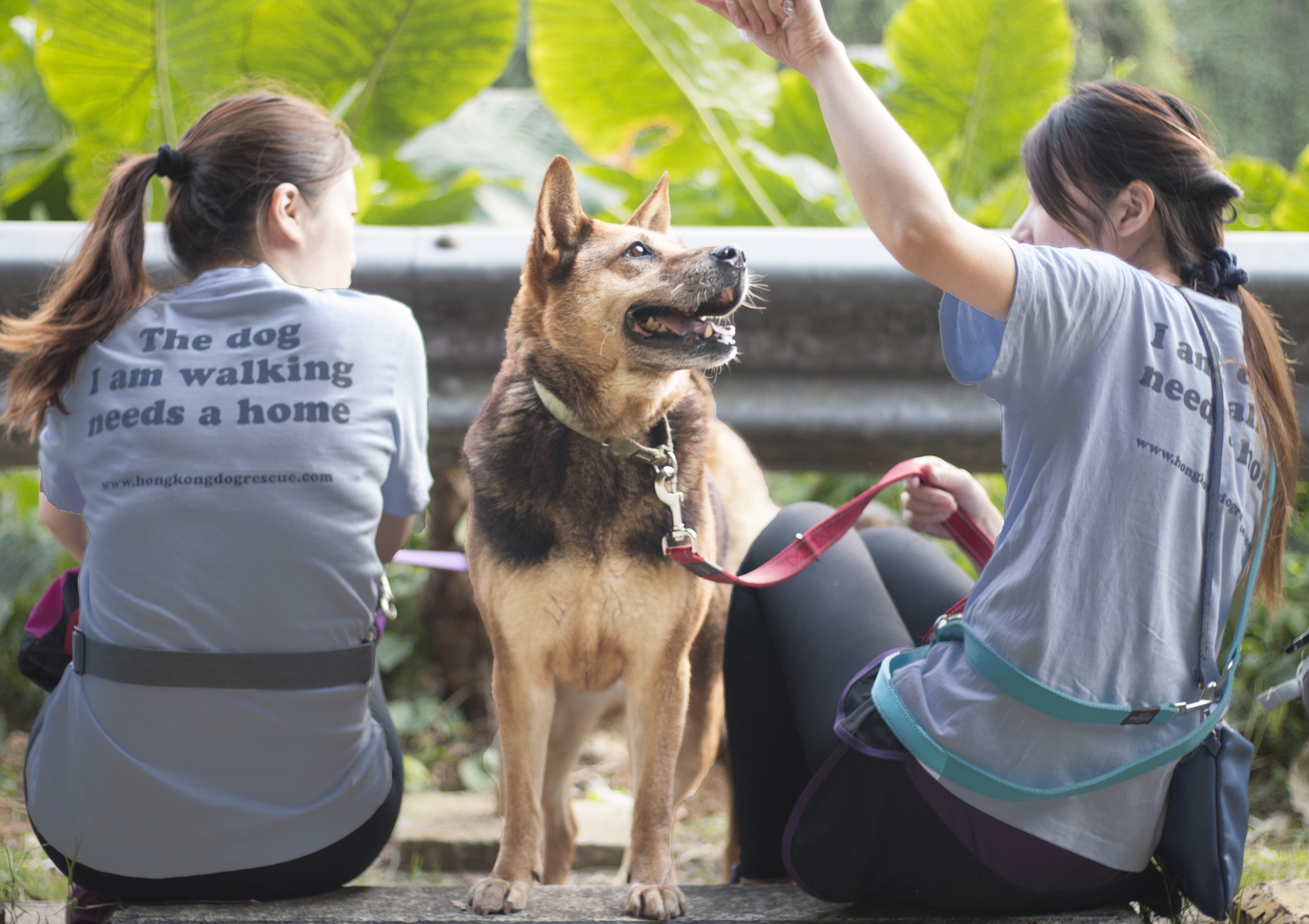 Hong Kong Dog Rescue Things To Do In Tai Po Hong Kong