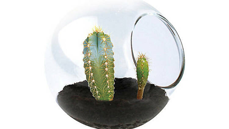 Tiny cactus terrarium by Tobar