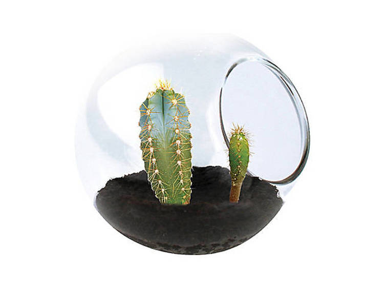 Tiny cactus terrarium by Tobar