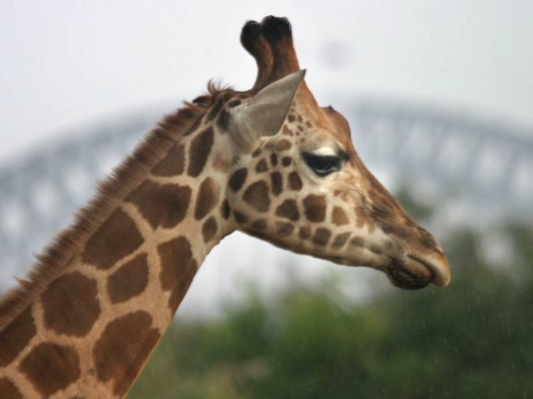 Encounter the wildest locals at Taronga Zoo