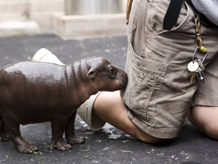 Taronga Zoo: closed