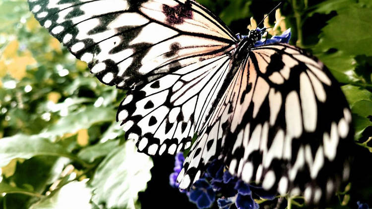 Butterfly Wonderland