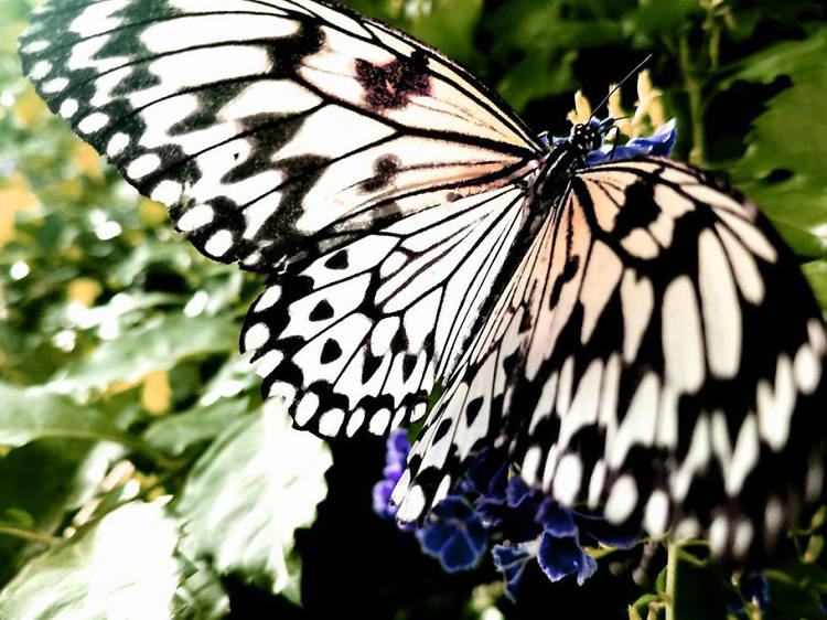 Butterfly Wonderland