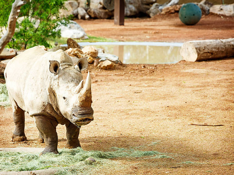 Phoenix Zoo