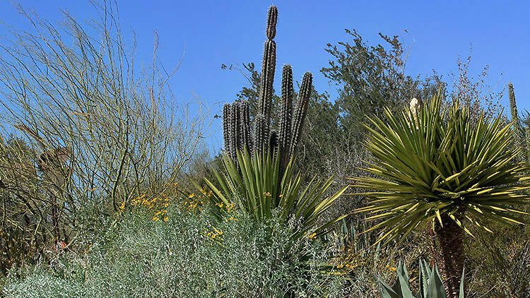 Desert Botanical Garden