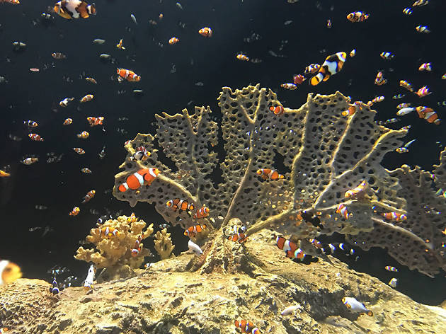 OdySea Aquarium OdySea Aquarium
