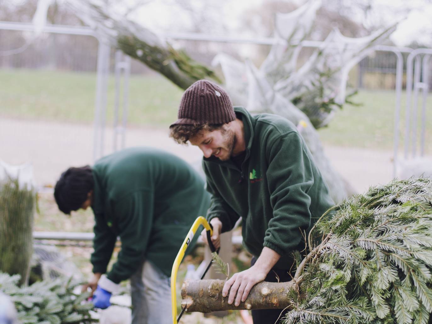 Where to buy Christmas trees in London collection and delivery