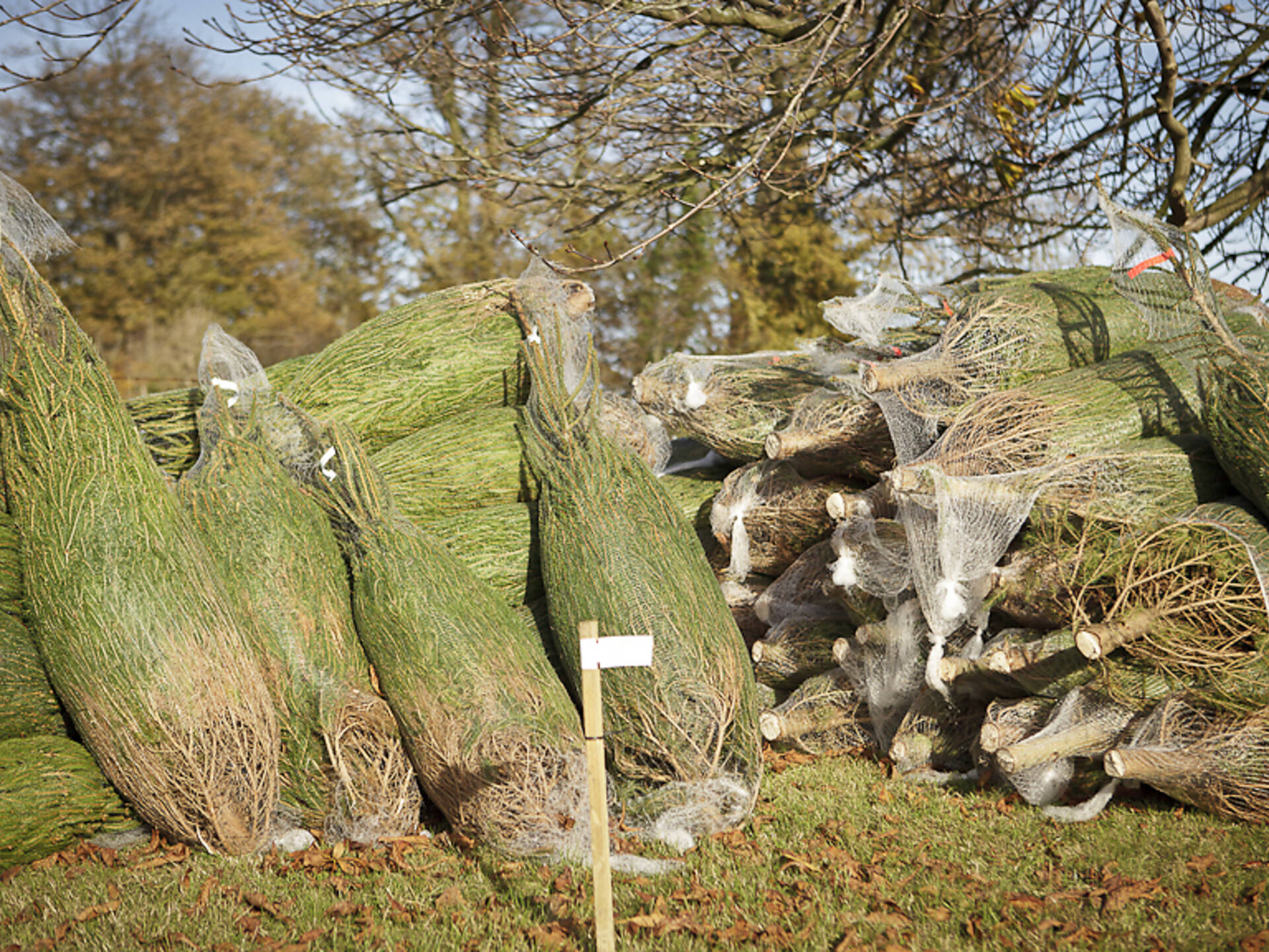 Where to buy Christmas trees in London collection and delivery