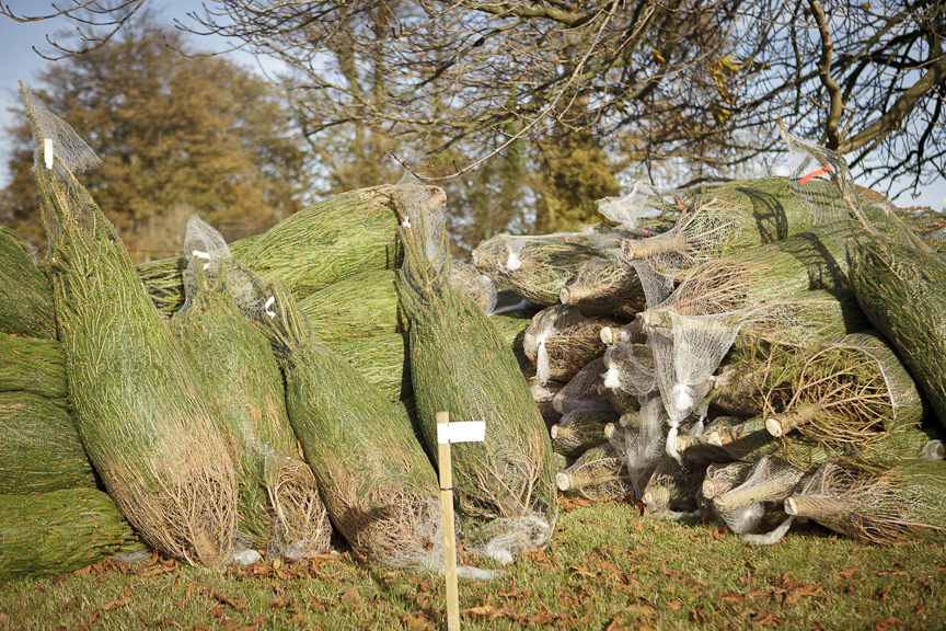 Where to buy Christmas trees in London How to get a Christmas tree