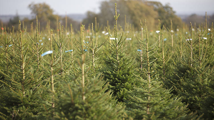 Where to buy a Christmas tree