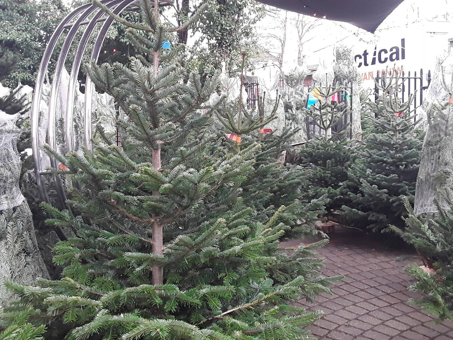 Where to buy Christmas trees in London collection and delivery