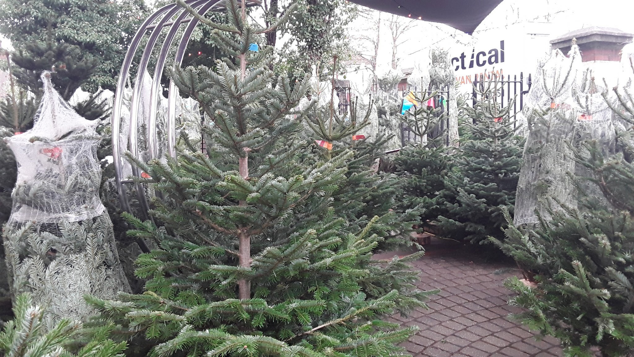 Where to buy Christmas trees in London How to get a Christmas tree
