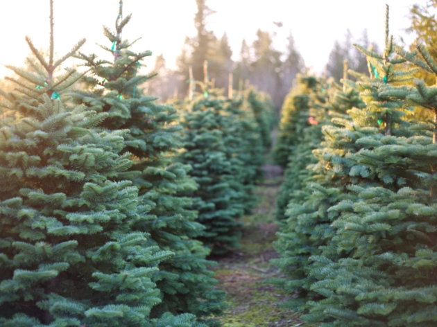 Where to Buy Christmas Trees in San Francisco