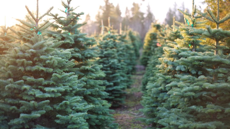 Christmas tree farm