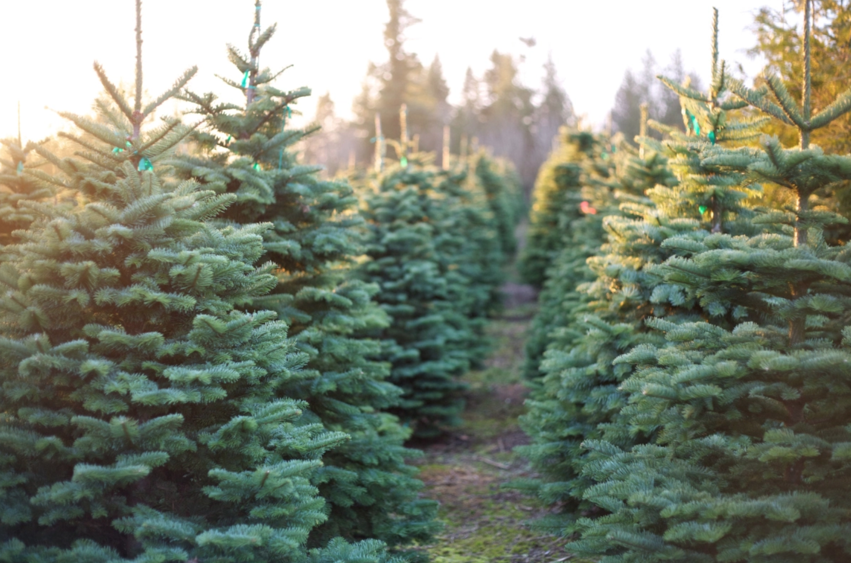 San Francisco's Top 10 Trees — San Francisco Trees