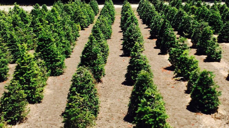 Santa's Tree Farm