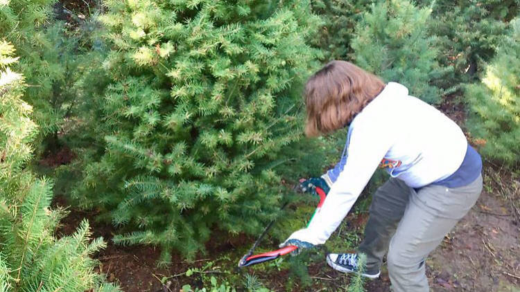 Castro Valley Christmas Tree Farm