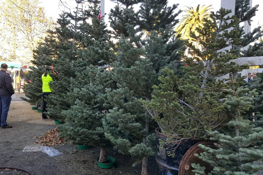 Brent’s Christmas Trees Attractions in Oakland, San Francisco