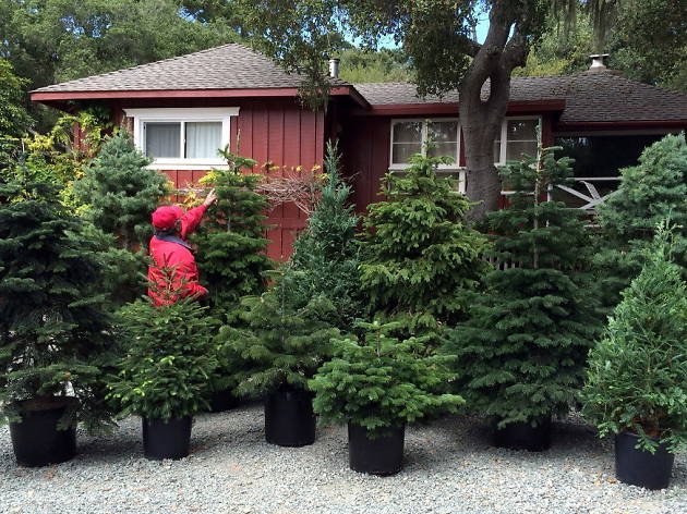 Rent A Live Christmas Tree - Christmas Gardens 2021