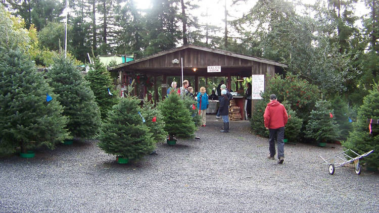 Larsen's Christmas Tree Farms