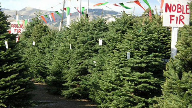 ABC Tree Farms & Pick of the Patch Pumpkins