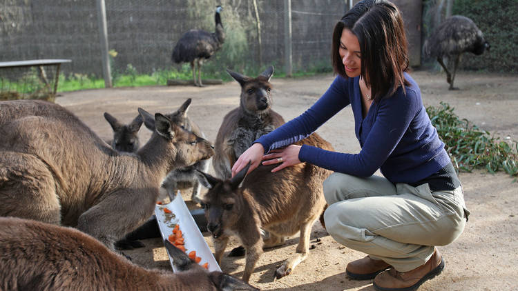 Spend the day (and maybe the night) at Melbourne Zoo