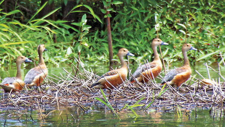 Whistling ducks in Muthurajawela
