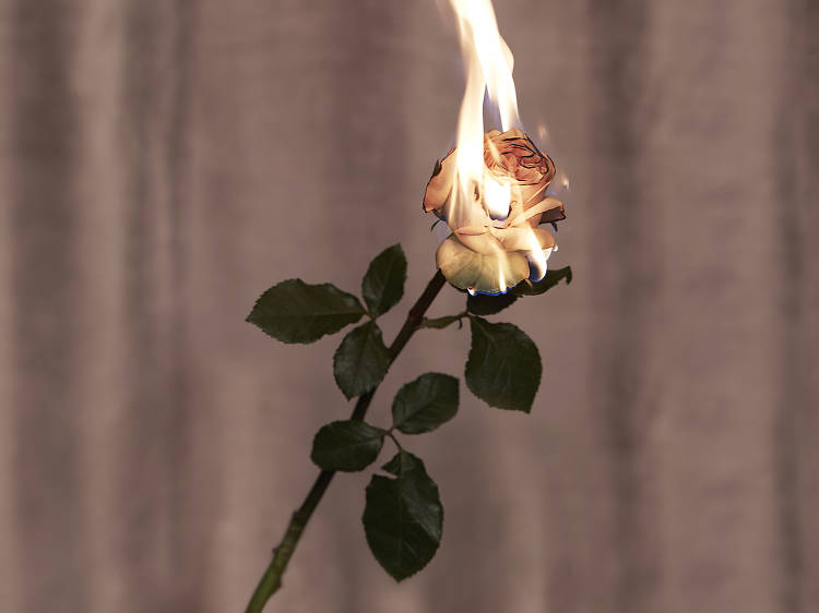 Flaming rose Malthouse theatre NOBA