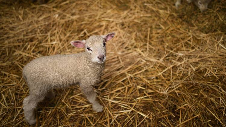 Collingwood Children's Farm