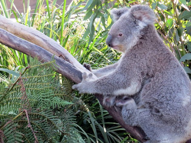 Where to see animals in Sydney